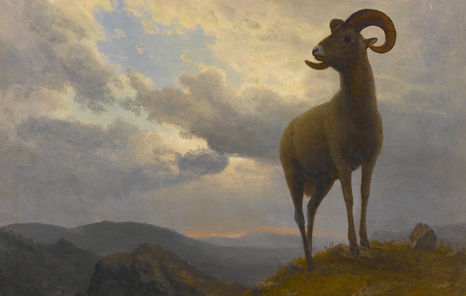Albert Bierstadt's "Bighorn Sheep," ca. 1876-1879. Image from here.