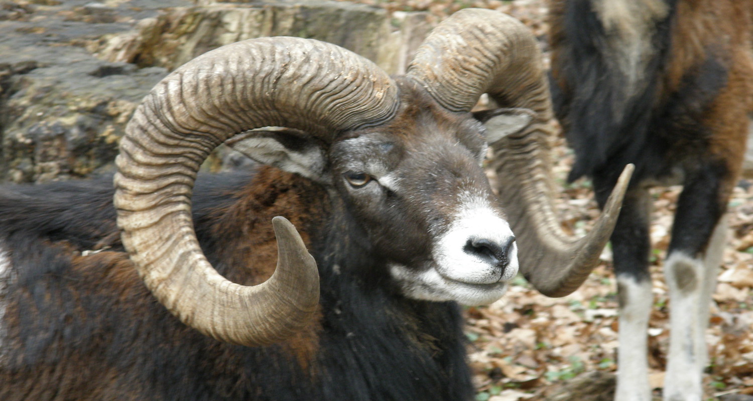 The mouflon may still be found in the Bible Lands today. Image from here.