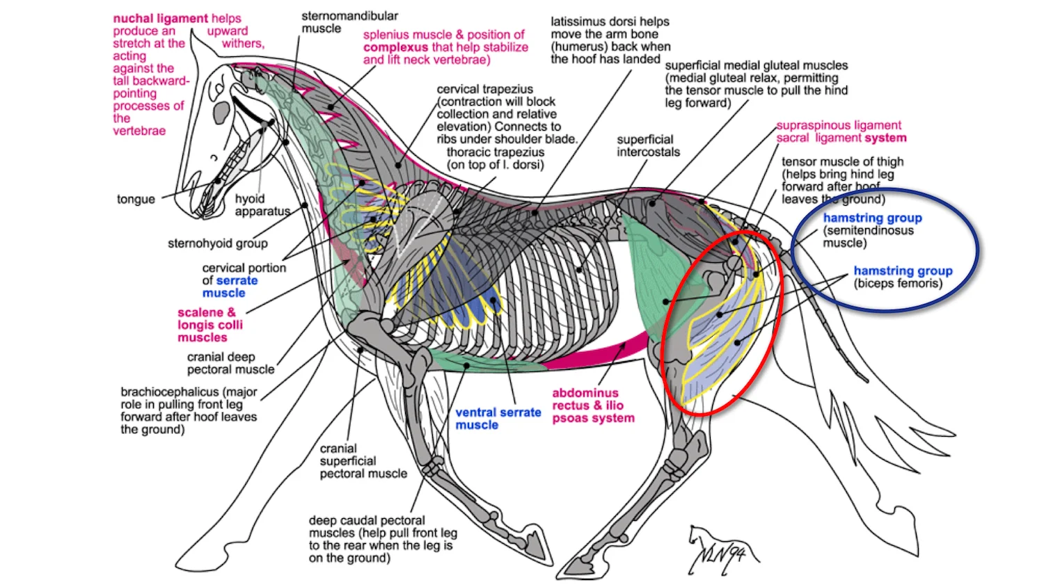 Note the location of the hamstring group on the horse. Image from here.