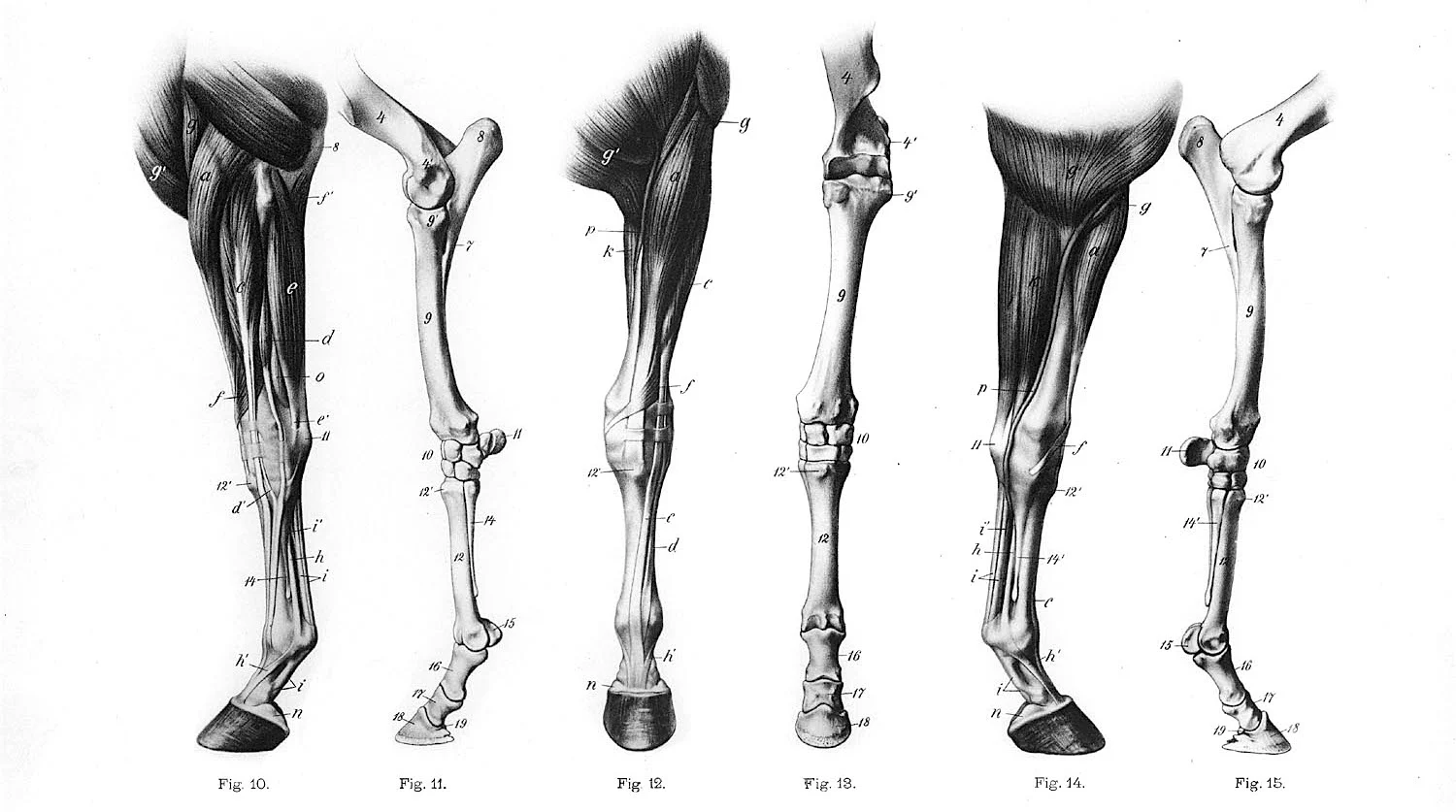 The anatomy of a horse's leg. Image from here.