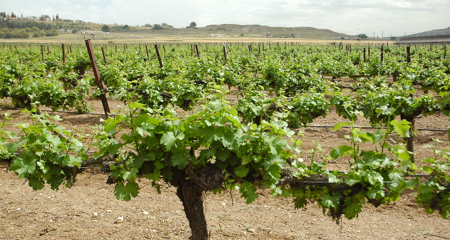 Vineyards of the Shephelah (Israel). The ruin-mound of biblical Beth-shemesh ("House of the Sun") is in the distance. 