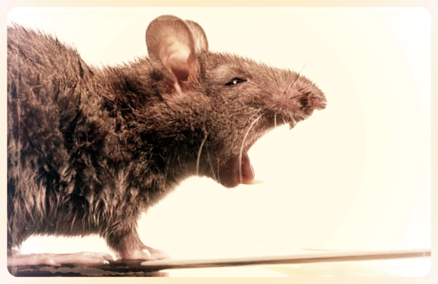 A rat's tale
