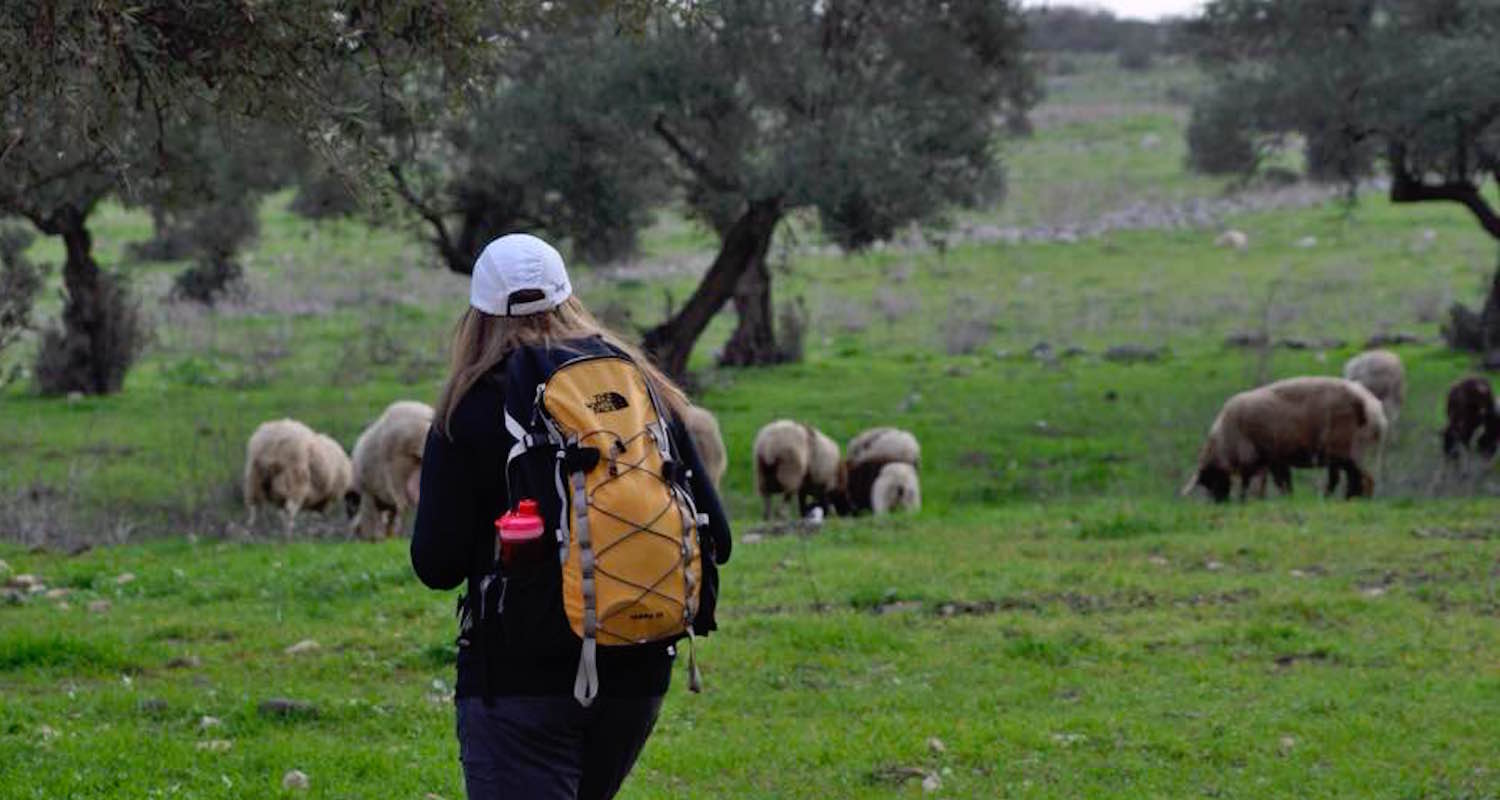 An iconic view to sheep in an olive grove.