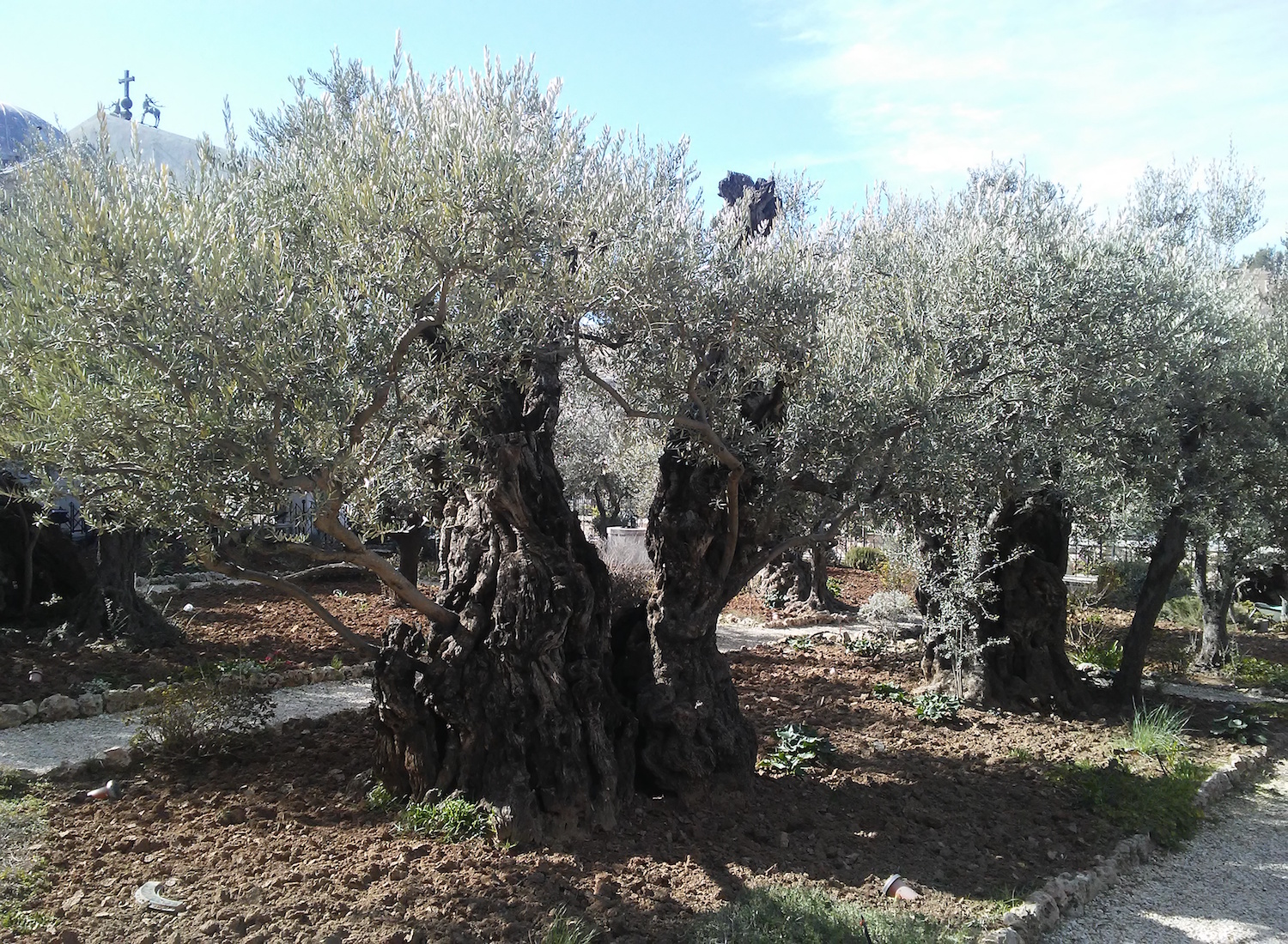Olive trees in the garden. Image by Robert Moses.