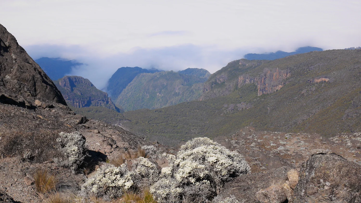 The understory of Kilimanjaro tumbled into clouds beneath our feet.