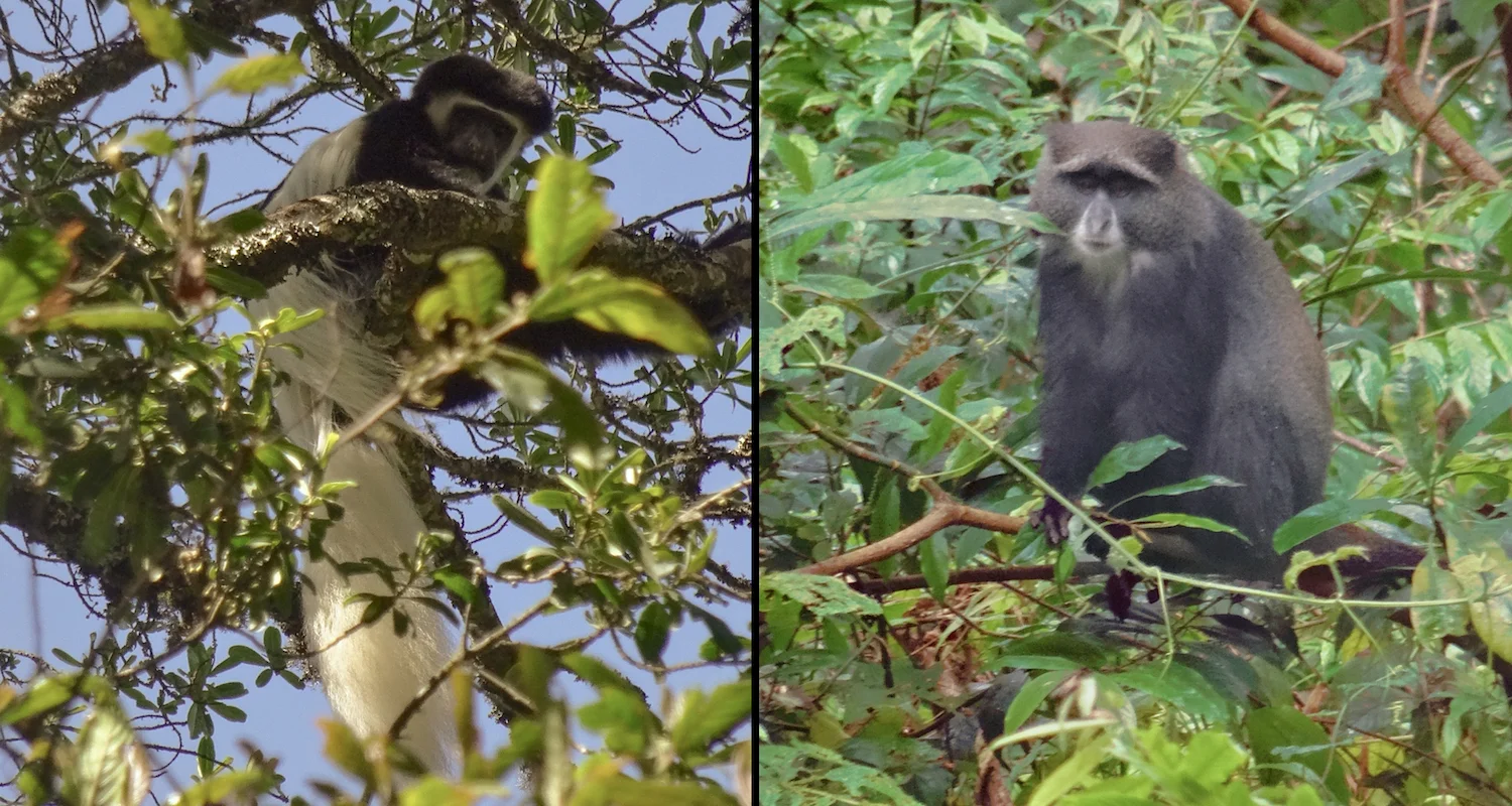 Monkeys of Kilimanjaro. On the left, a Colobus abyssinicus with bold colors and an enviable tail. On the right, a sad faced Cercopithecus mitis . Maybe he is sad because he is nicknamed a "blue monkey" but is almost always grey! We caught sight of several of the former on the ascent. We encountered this rain-soaked fellow on the descent.The first time I heard the monkeys of Kilimanjaro I thought it was a motorcycle. You might call me a naturalist. Then again, you might not.