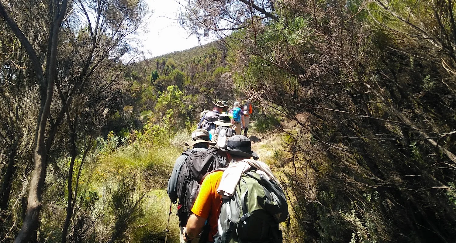 The montane forest yields to moorland. Photograph by teammember Nico Rogers.