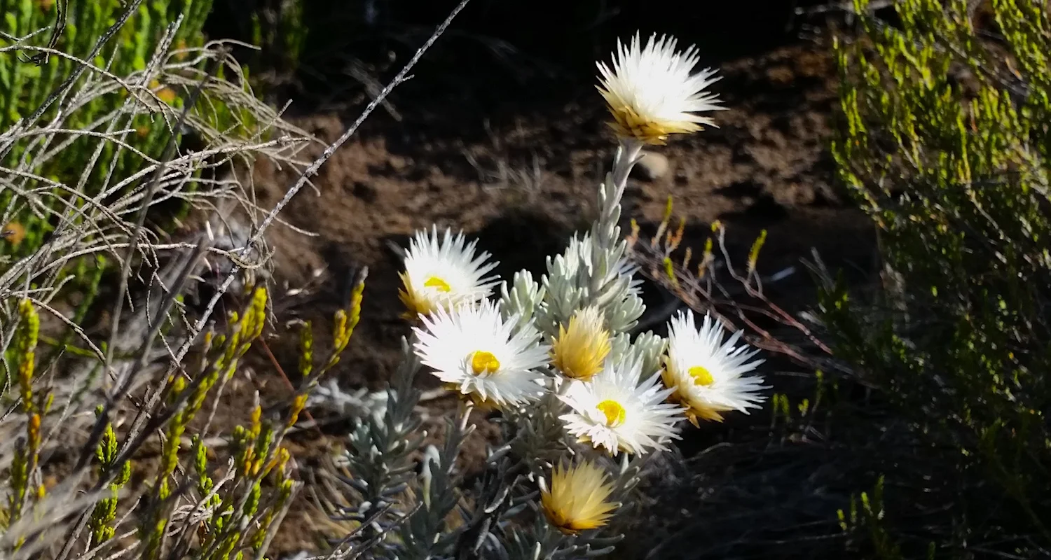 "Everlastings" appears all the way up to 15,000 feet.