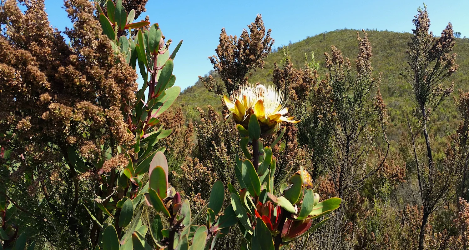 The flower-head of the Protea kilimandscharica resembles an artichoke at a glance. When it opens it is beautiful.