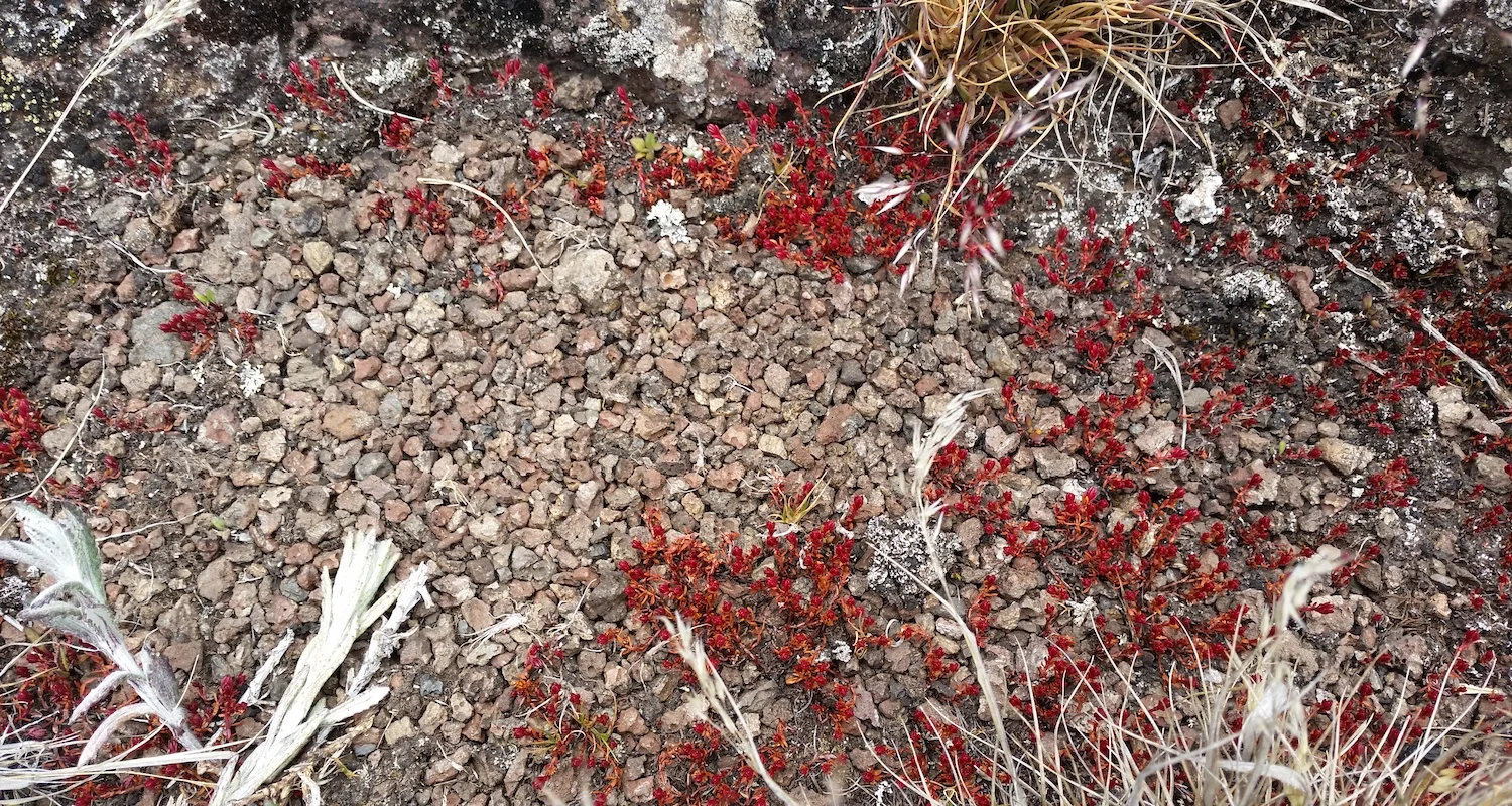 These tiny flowers fight for life in the gravel of the Shira. I'm guessing here, but I think this delicate flower might be "Queen's Crown" or "Rose Crown" ( Rhodiola rhodantha )