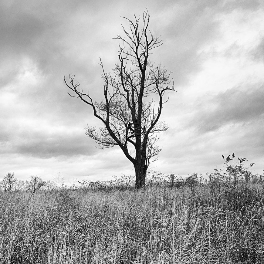 Shaker Village Dead Tree Centered