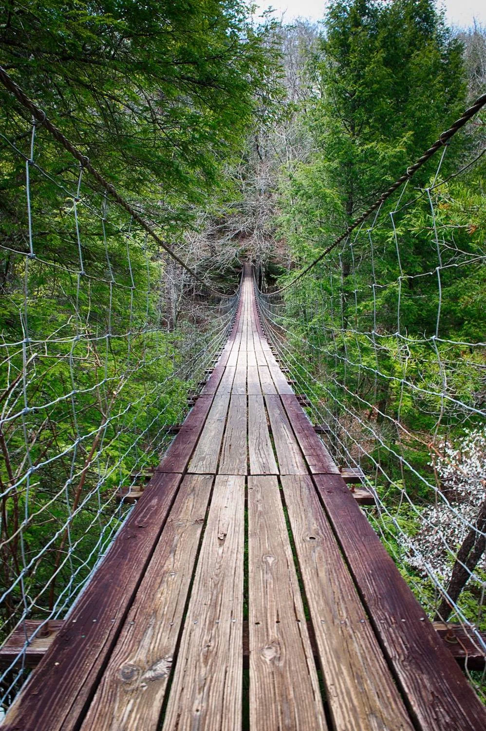 Falls Creek Falls Suspension Bridge