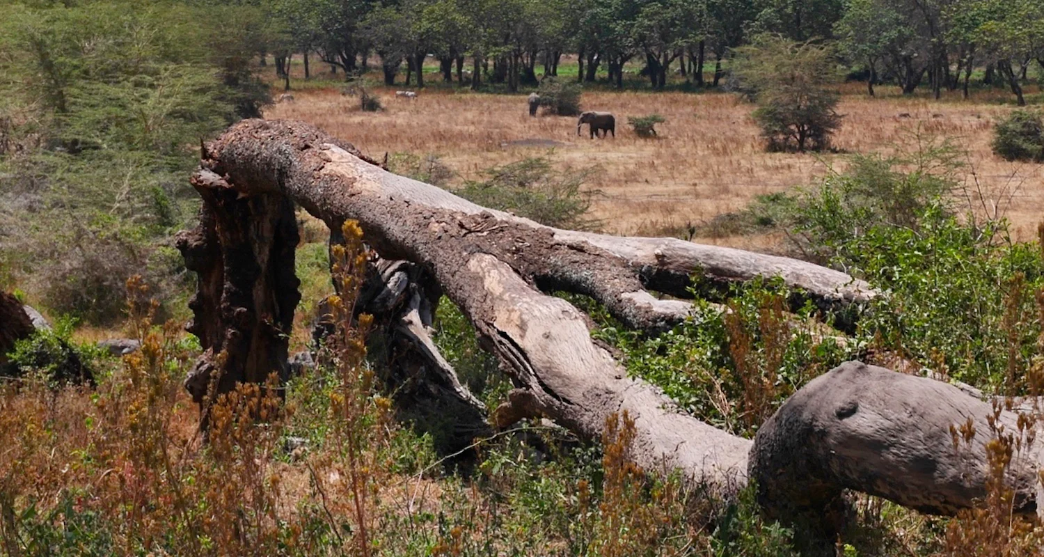 Q: "Is that a elephant way over there?" A: "Naw. Just a rock with a periscope."
