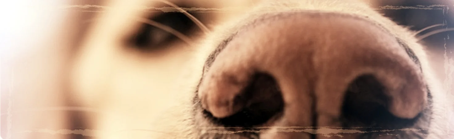 Rabies is not the way to go (part 2)