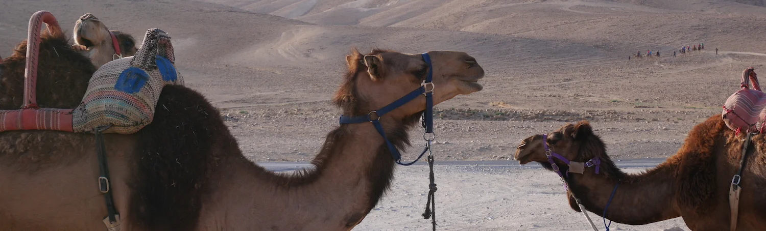 Rabies is not the way to go (part 5)