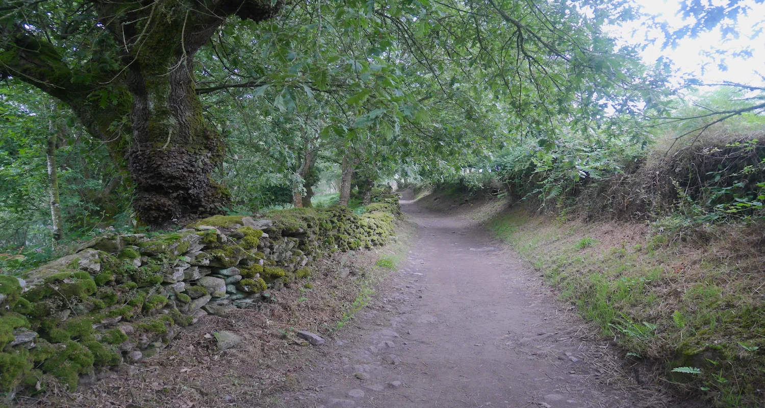 The trail near Portomarin is rubbed into the forest floor.