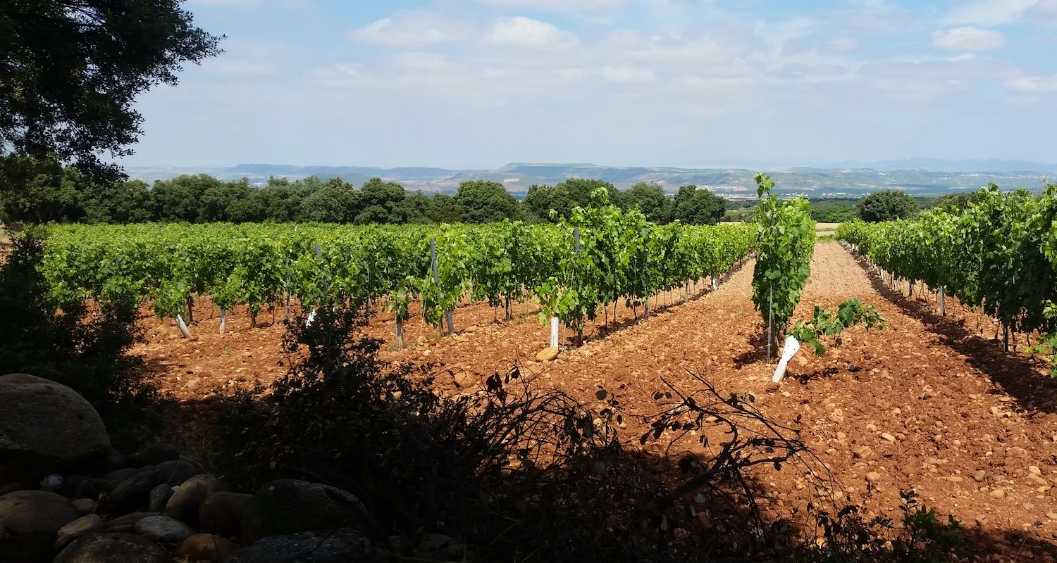 The grapevines are disciplined to defy their own nature.