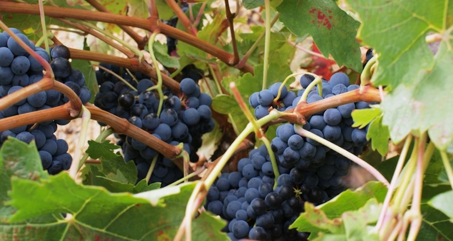 The La Rioja region of Spain is famous for its wines. The secret, in part, is in the climate. The region is protected by the nearby Cantabrian Mountains. Image from here (accessed 8/29/2018).