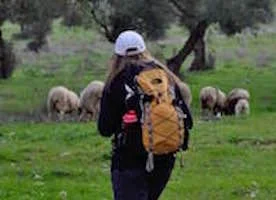 JT sheep.jpg