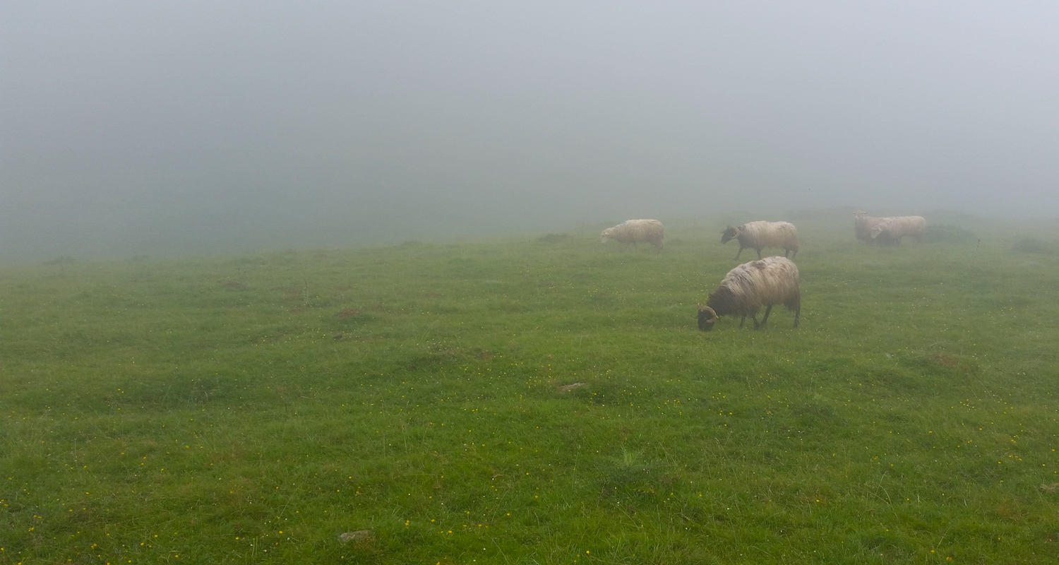 We crossed the path of many sheep. They provided little surprise or entertainment.