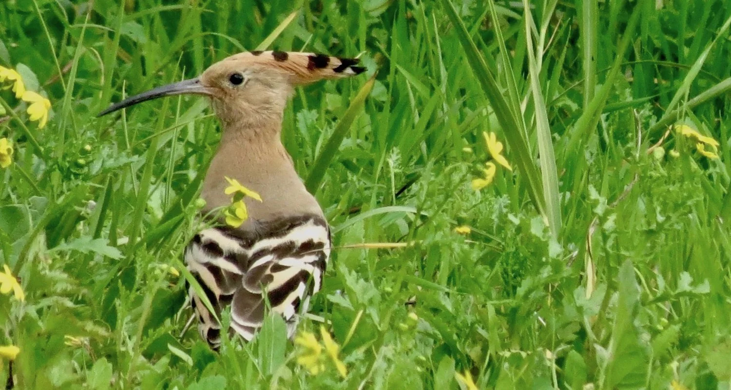 Susan Ruth captured this wonderful image of a hoopoe on the shore of the Sea of Galilee.