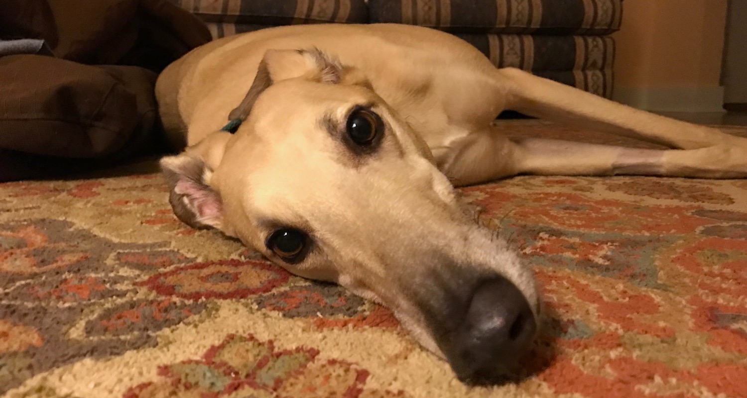 Our greyhound, (Turbo High) Dutch, is fawn-colored, has big eyes, and at times resembles a deer. He may even contemplate danger between naps and meals.