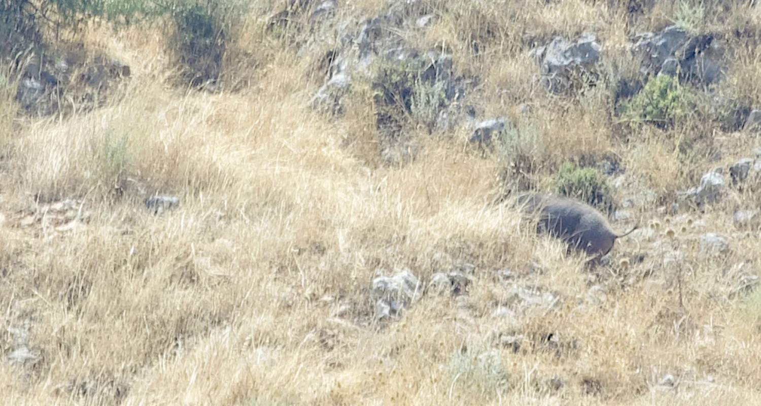 The only thing I managed to capture was his twitching tail disappearing into the brush.
