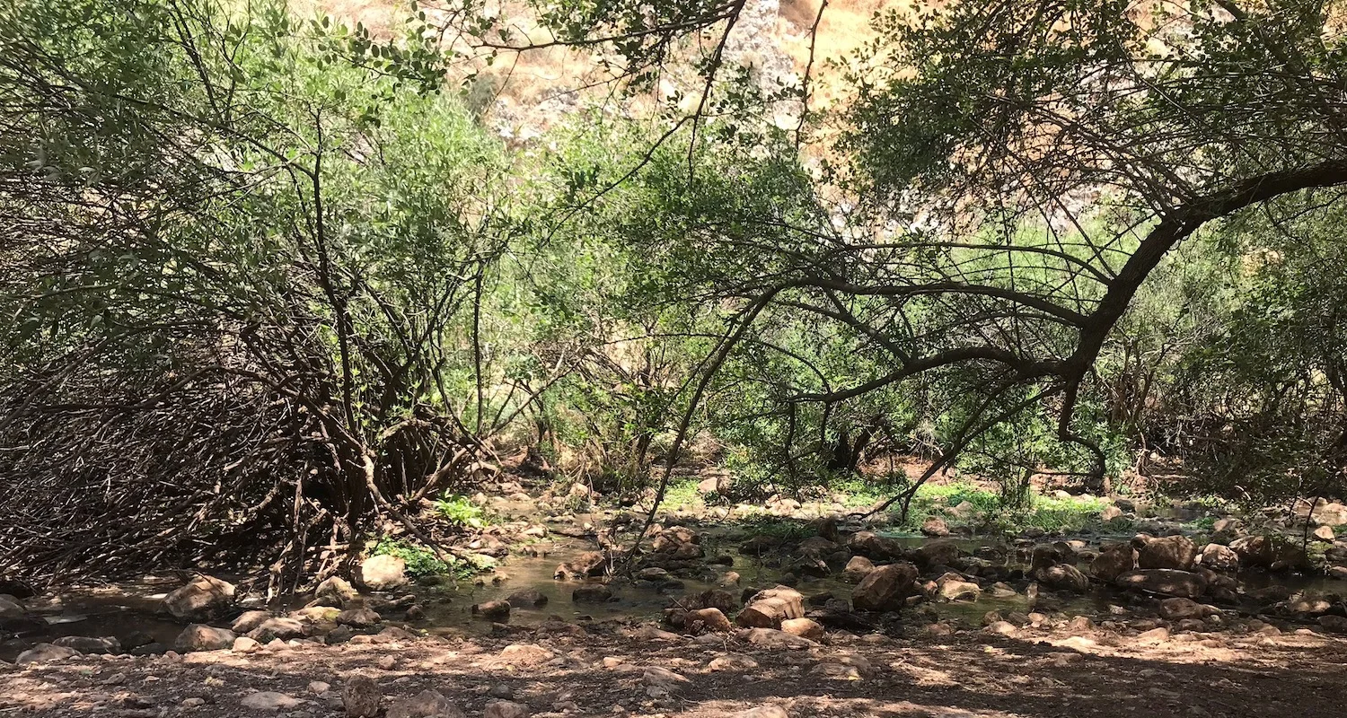 The trail runs through the tangle of brush at the edge of the stream.
