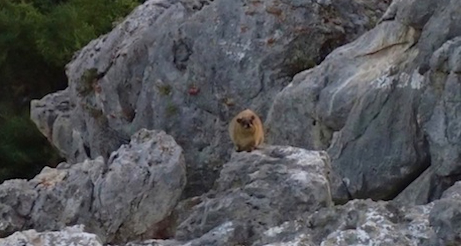 Back in 2014 I spotted this hyrax in about the same place. He may have been a grandpa to our friend today.