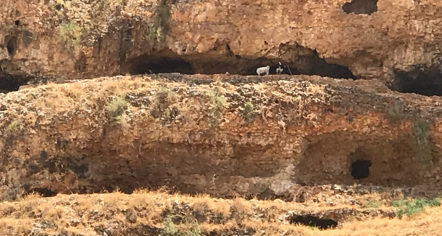 The goats came out to have a look.