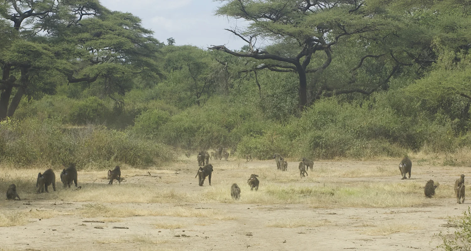 A troop of baboons passed by. They are a little frightening.