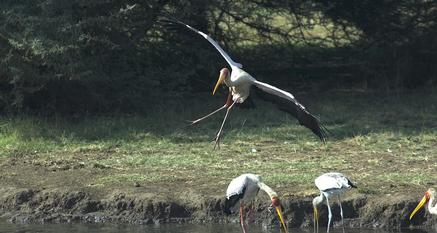 A yellow-billed stork comes in for a landing. His gear is slightly askew.