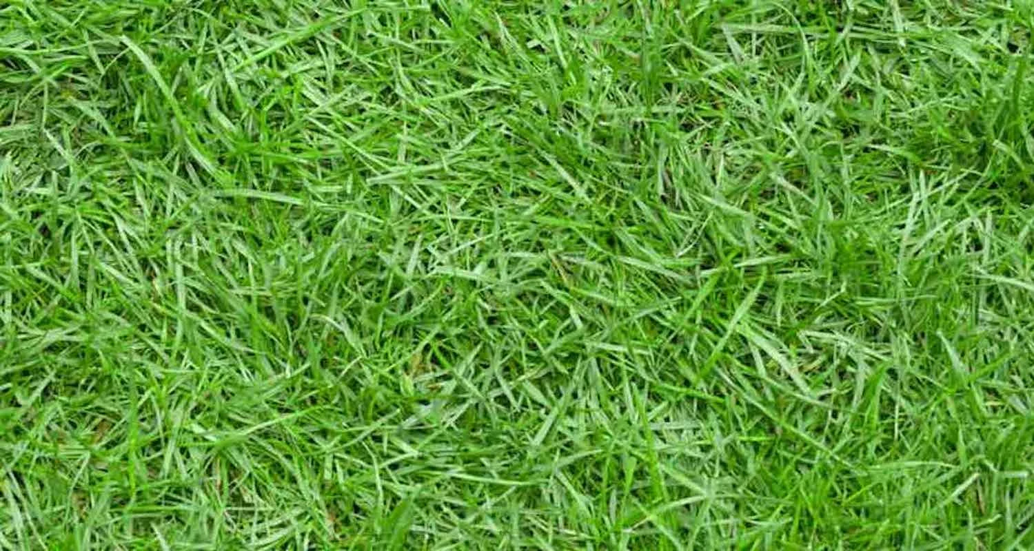 What is hiding in the grass?