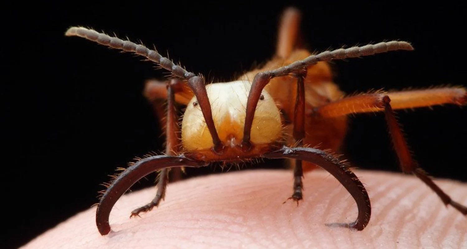 This mandibles of this safari ant are causing some serious pain here! Image from https://www.wildlifearchives.com/pin/6687/ (accessed 2 Aug 2019).
