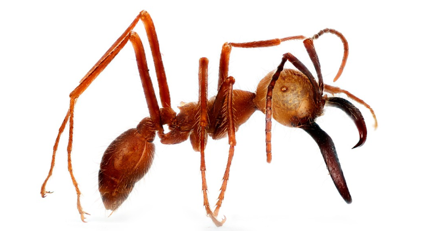 Eciton burchellii. Note the large scissor-like mandible. The soldier ant can grow up to 1/2-inch in length. Image from https://wellcomecollection.org/works/z9ujqwum/items?sierraId= (accessed 3 Aug 2019).