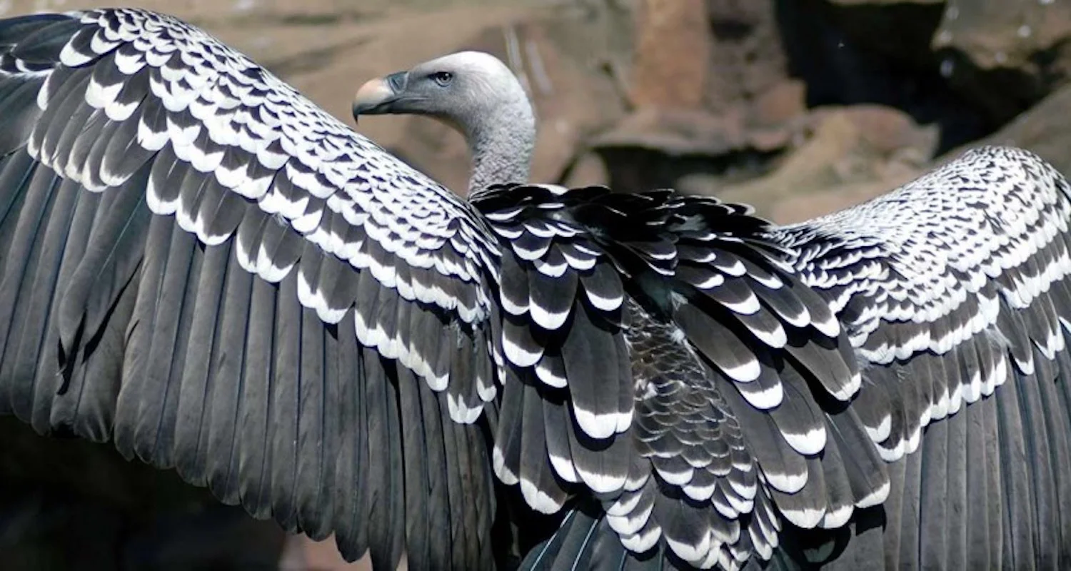 Rüppell's griffon vulture. Image from https://kidszoo.org/our-animals/ruppells-griffon-vulture/ (accessed 10 Aug 2019).