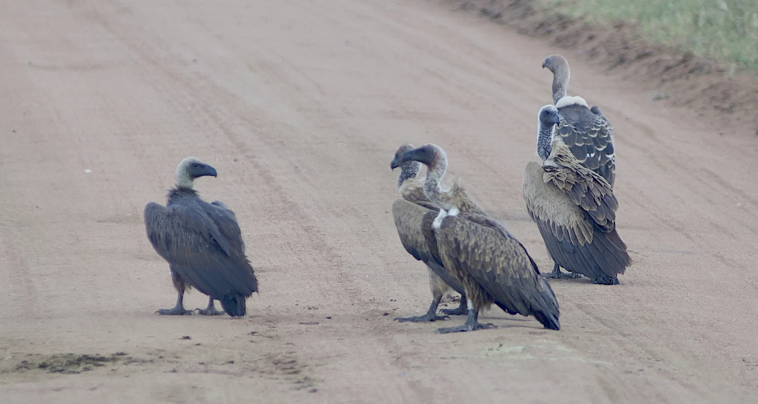 I captured a shot of this squadron on the ground in the Serengeti (Tanzania). They were just cleaning up after dinner. Coloration patterns—particularly on the feathers of the bird on the far right suggest Rüppell's griffon vulture. I’m guessing that the bird on the left is a juvenile. I welcome feedback from a real ornithologist out there who could confirm/deny our identifications.