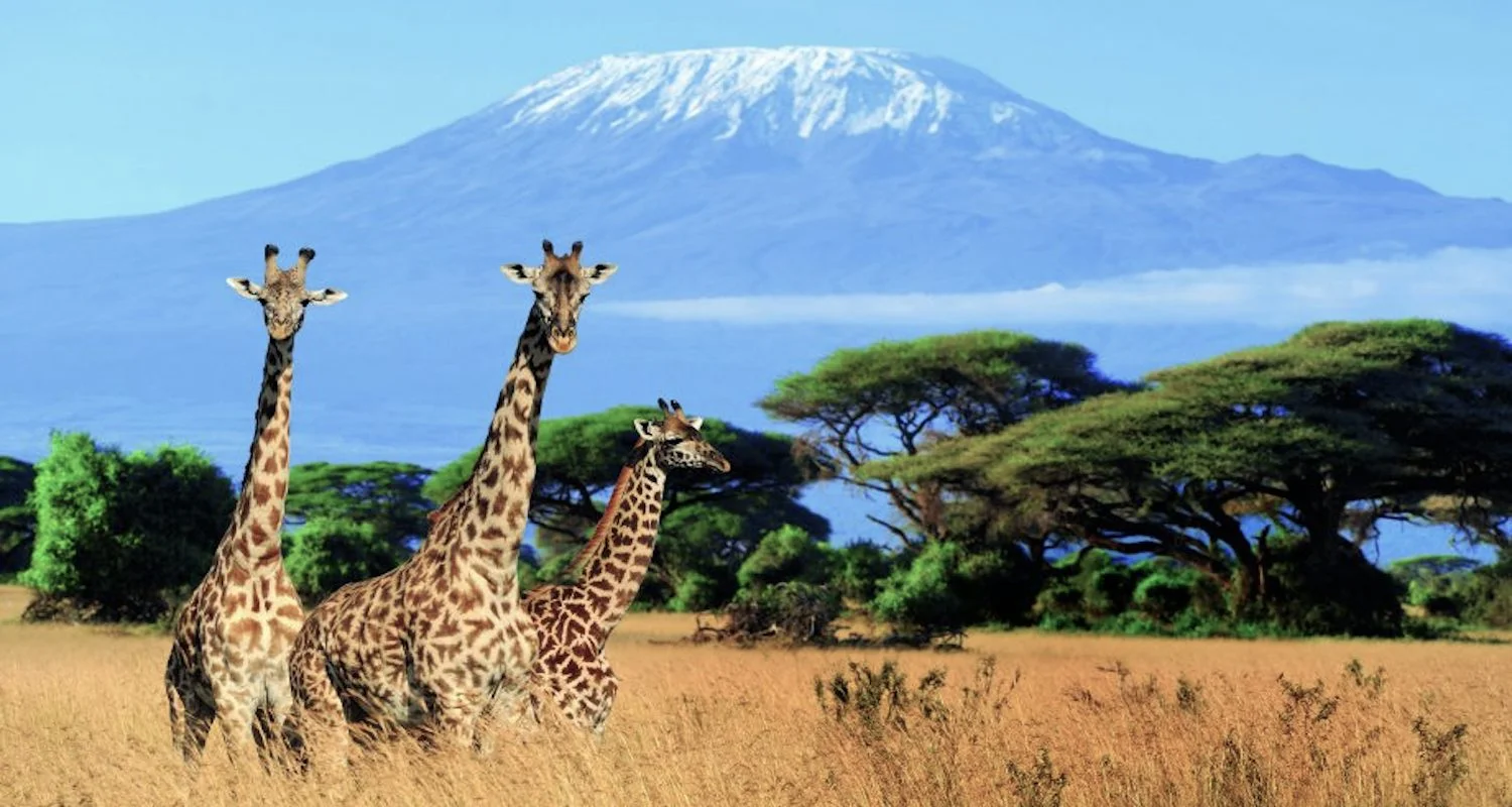 No, I didn’t shoot this image of Kilimanjaro and the giraffes. It is quite lovely. It came from here: https://www.marieclaire.co.uk/life/travel/mount-kilimanjaro-africa-612741
