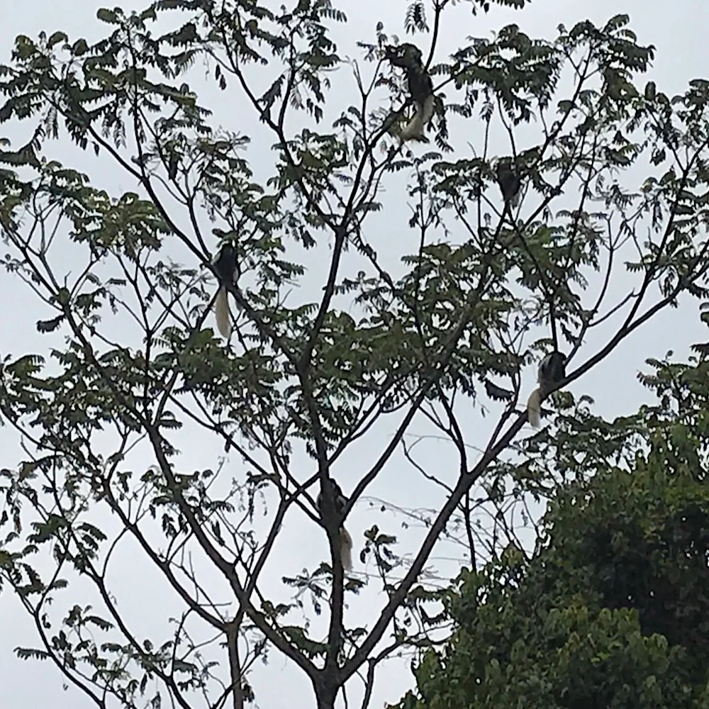 Colobus monkeys 1.jpg