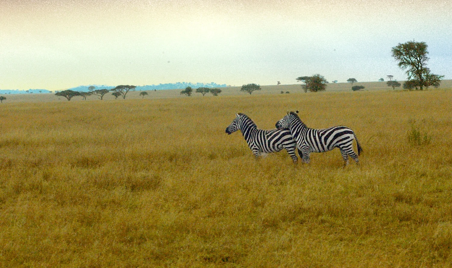 Zebras.jpg