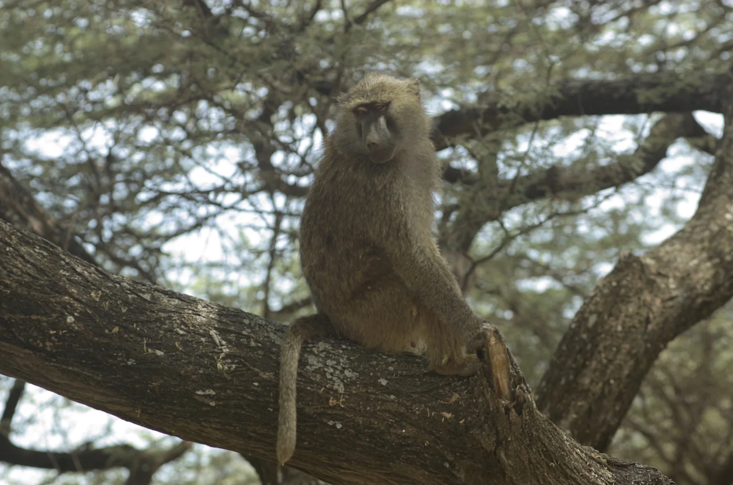 baboon in a tree.jpg