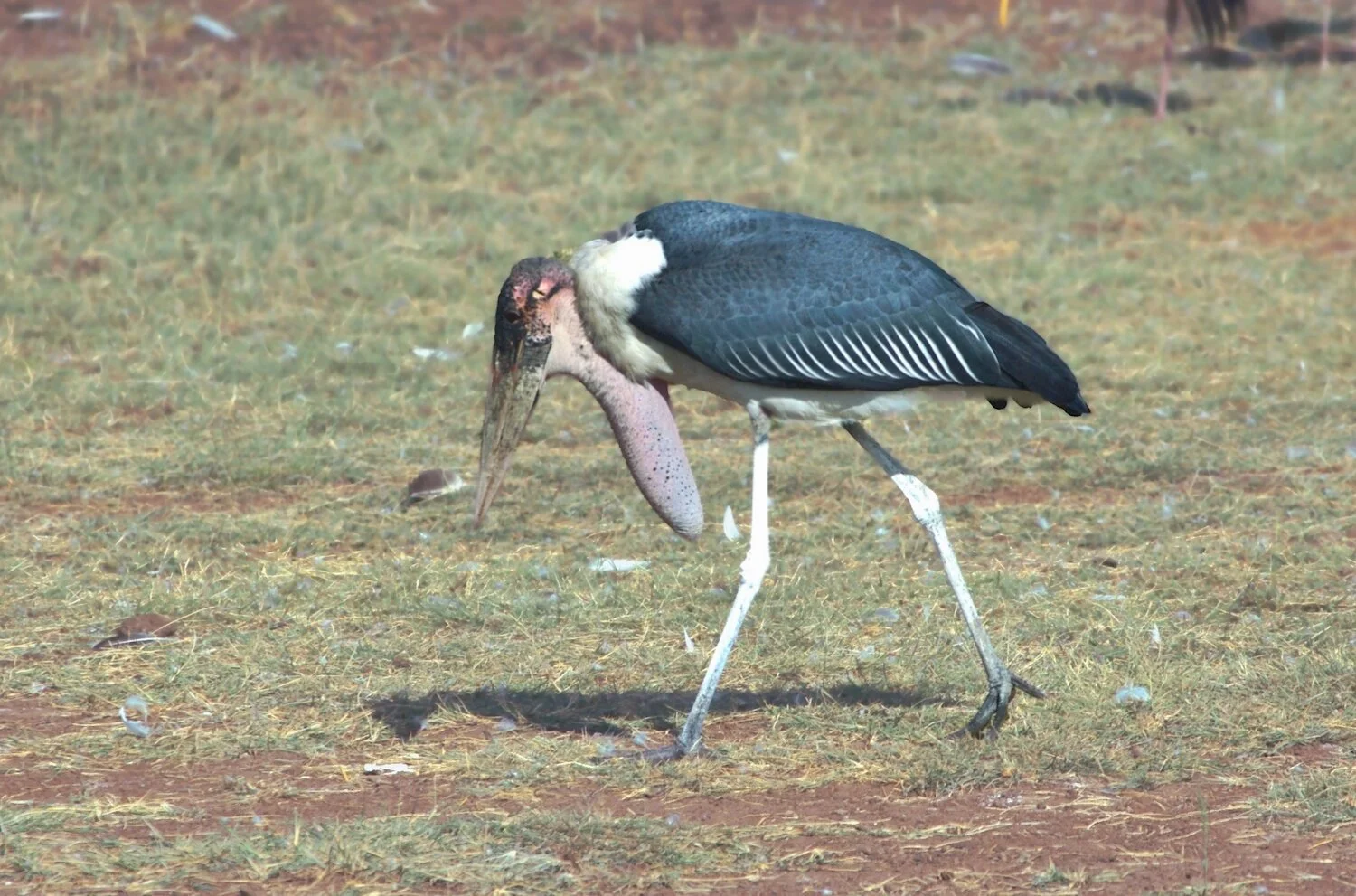 stork copy.jpg