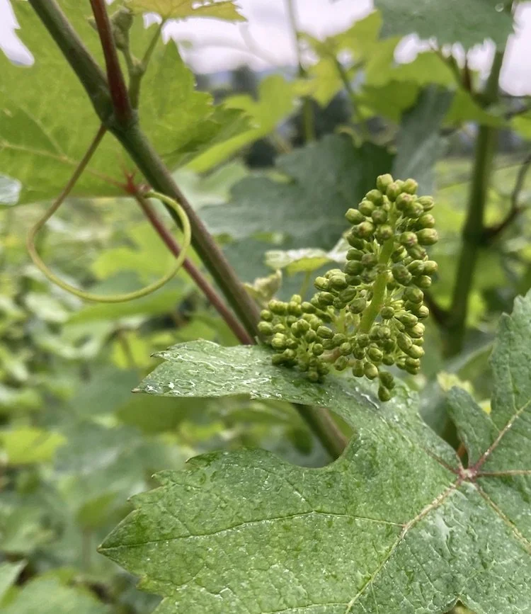 grapes.jpg