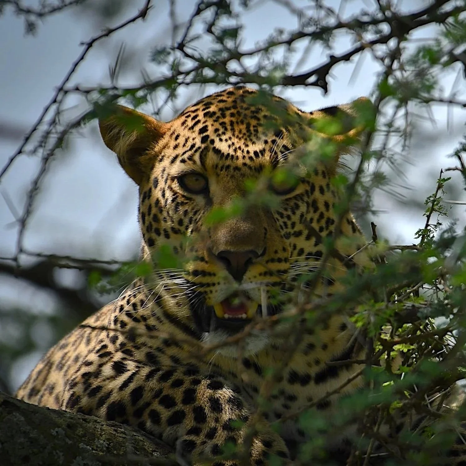 And Then Our Eyes Met: A Serengeti Encounter