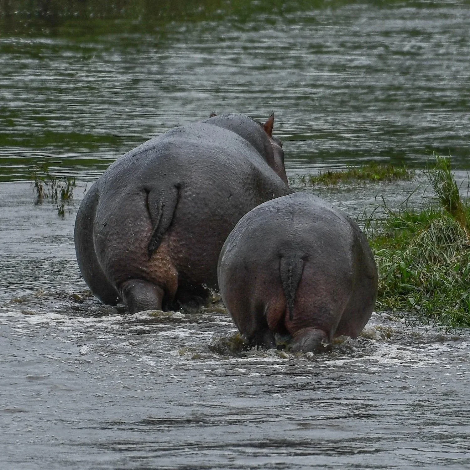 What’s a Hippo Tail good for?