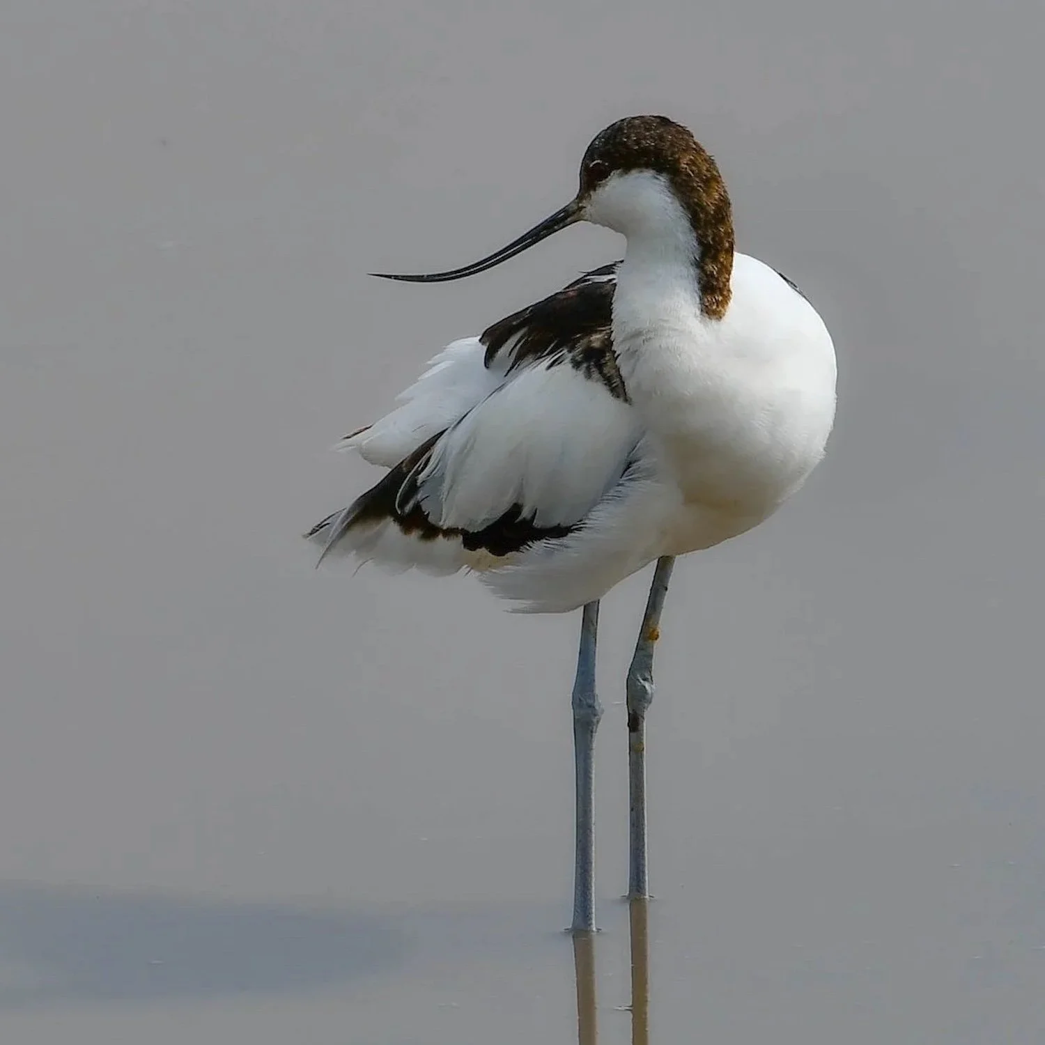 The Bill of the Pied Avocet
