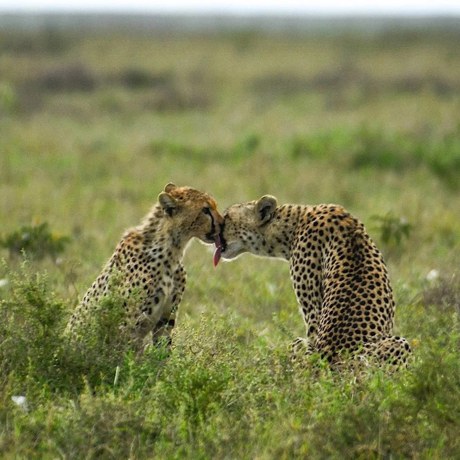 Spotted on the Serengeti: A Rare Moment with a Cheetah Mother and Her Cubs