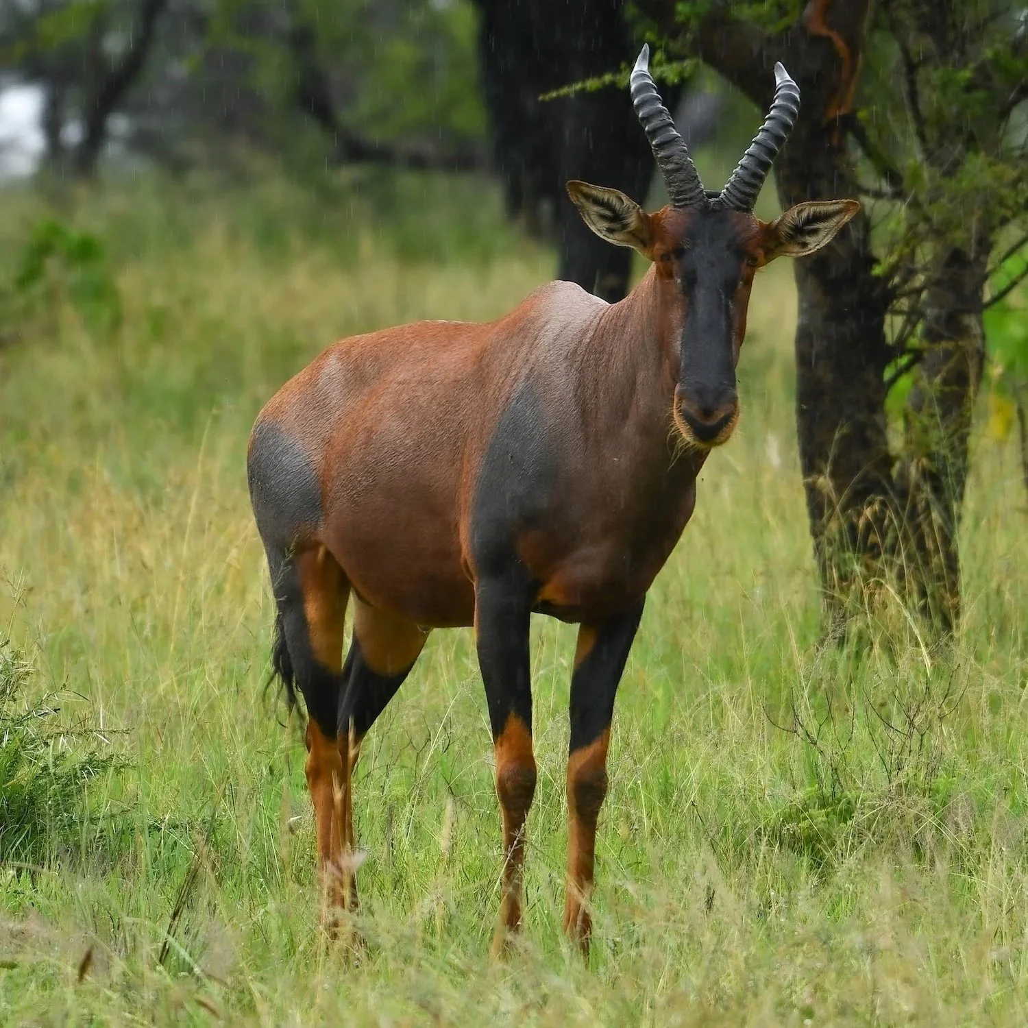 The Outlandish Outfit of the Topi