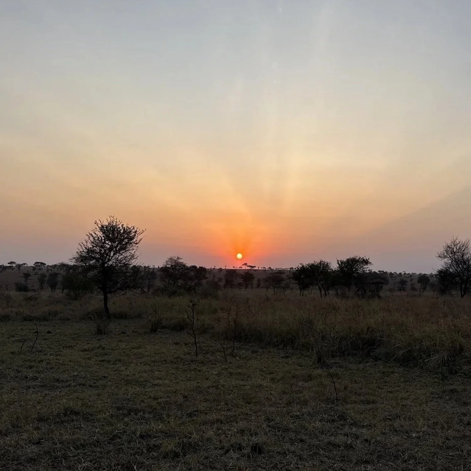 The Price of Preservation: The Serengeti's Complex History