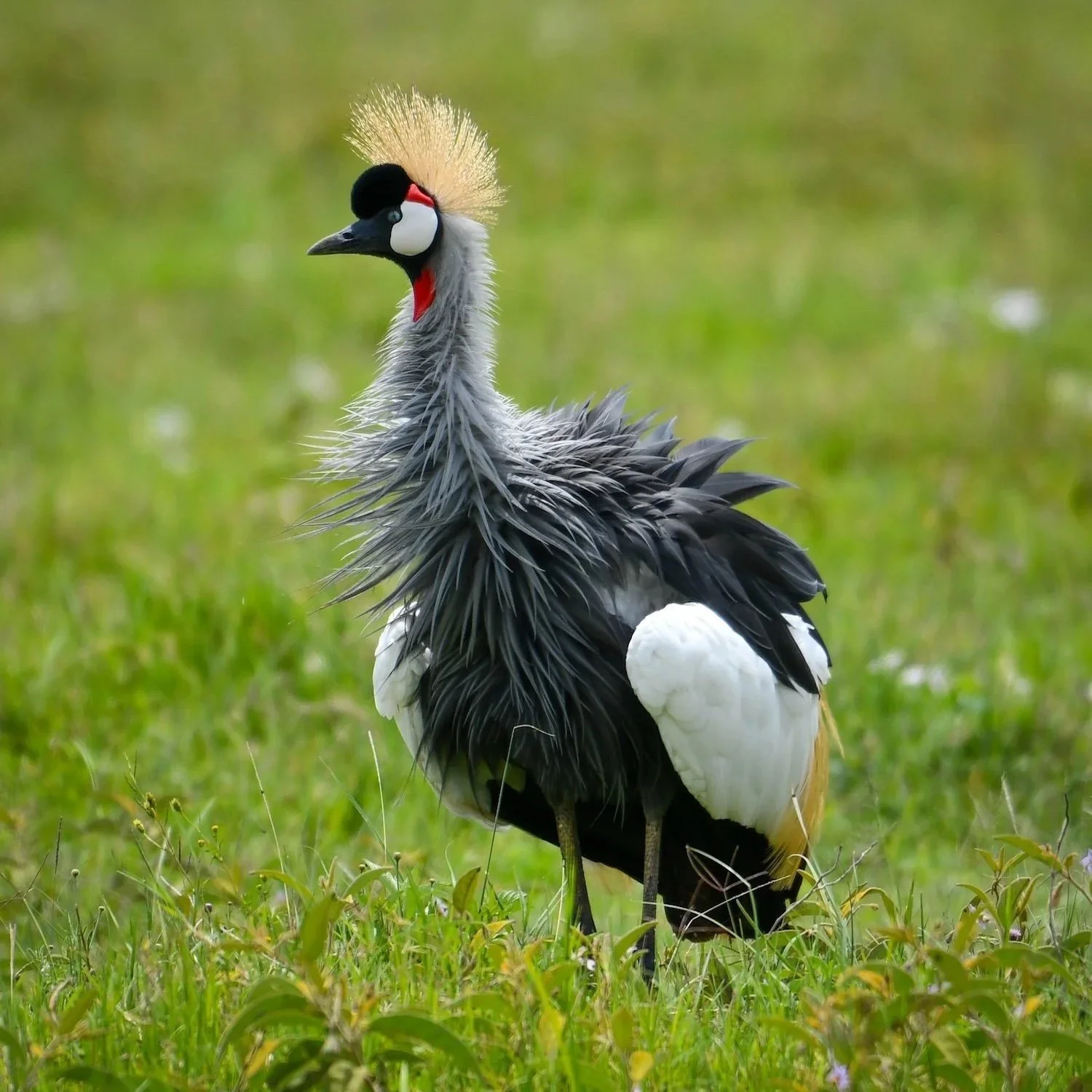 Why So Fluffy? Understanding the “Rouse” of the Grey Crowned Crane